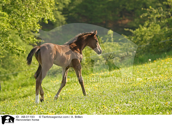 Hanoverian horse / AB-01193