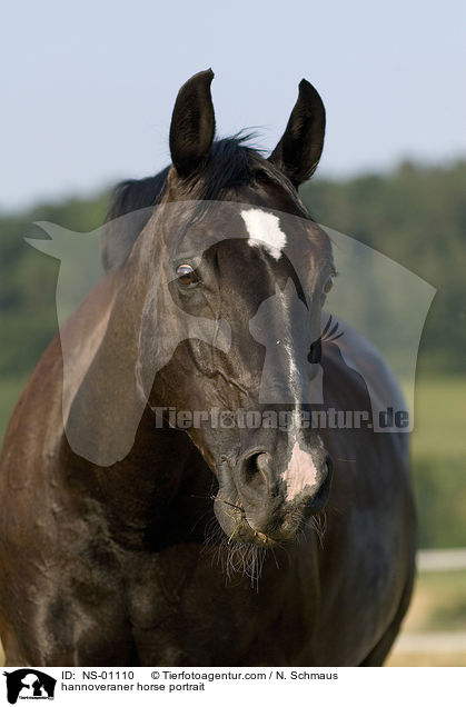 hannoveraner horse portrait / NS-01110