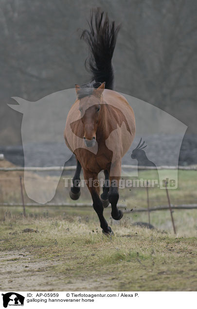 galoppierendes Hannoveraner / galloping hannoveraner horse / AP-05959