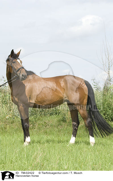 Hanoverian horse / TM-02422
