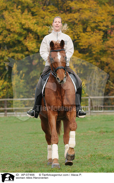 Frau reitet Hannoveraner / woman rides Hanoverian / AP-07466