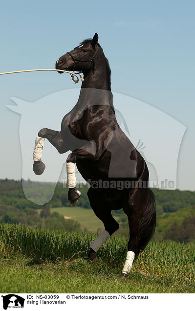 steigender Hannoveraner / rising Hanoverian / NS-03059