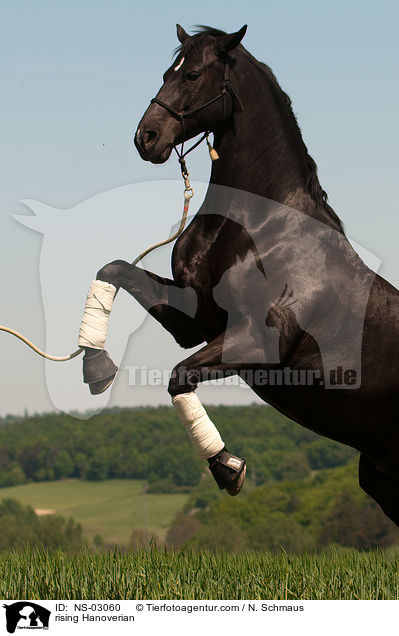 rising Hanoverian / NS-03060