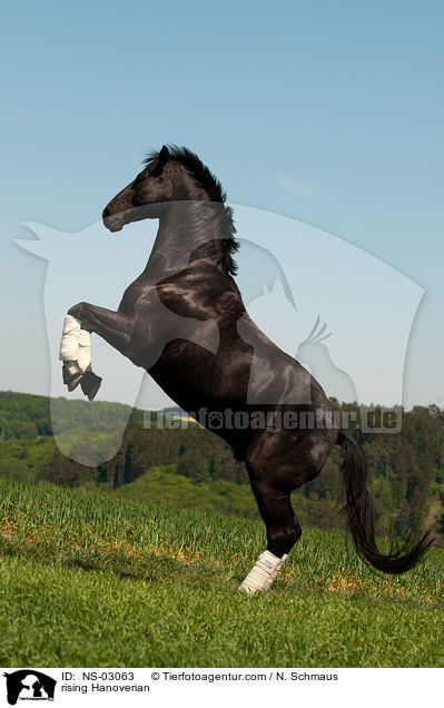 rising Hanoverian / NS-03063