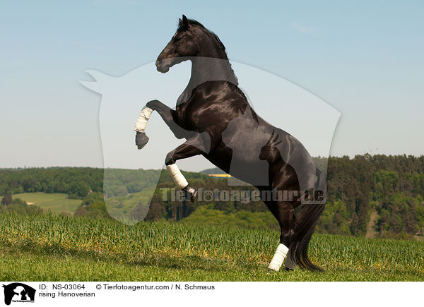 rising Hanoverian / NS-03064