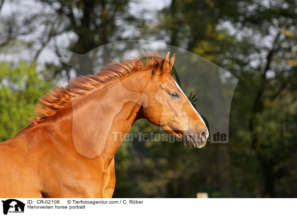 Hanoverian horse portrait / CR-02106