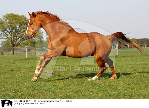 galloping Hanoverian horse / CR-02107