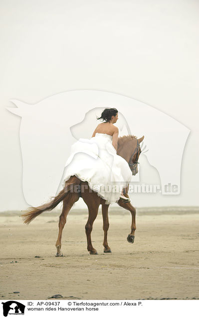 Frau reitet Hannoveraner / woman rides Hanoverian horse / AP-09437