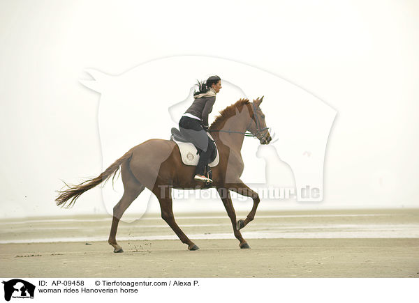 Frau reitet Hannoveraner / woman rides Hanoverian horse / AP-09458