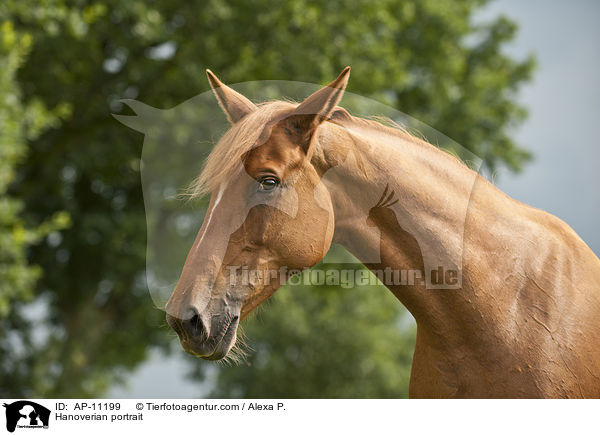 Hanoverian portrait / AP-11199