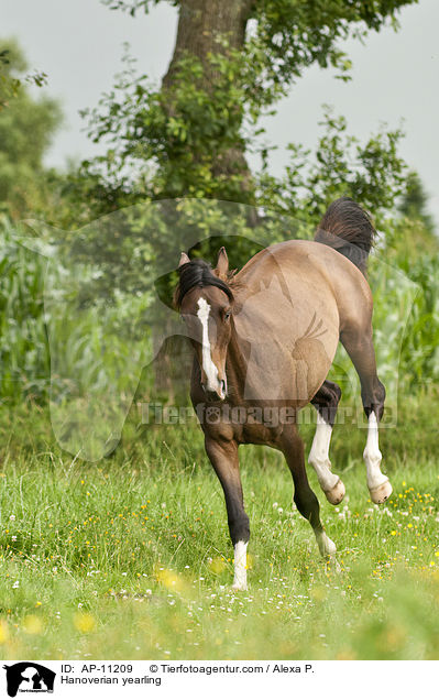 Hannoveraner Jhrling / Hanoverian yearling / AP-11209