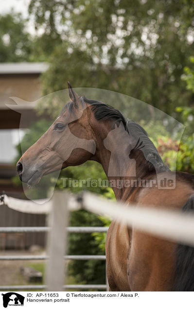 Hanoverian portrait / AP-11653