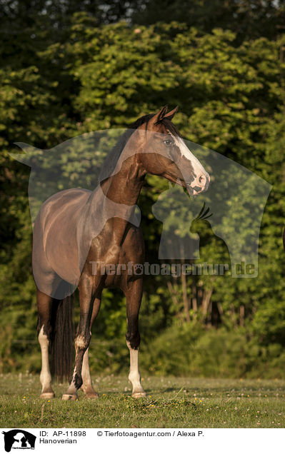 Hanoverian / AP-11898
