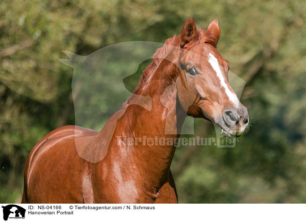 Hanoverian Portrait / NS-04166