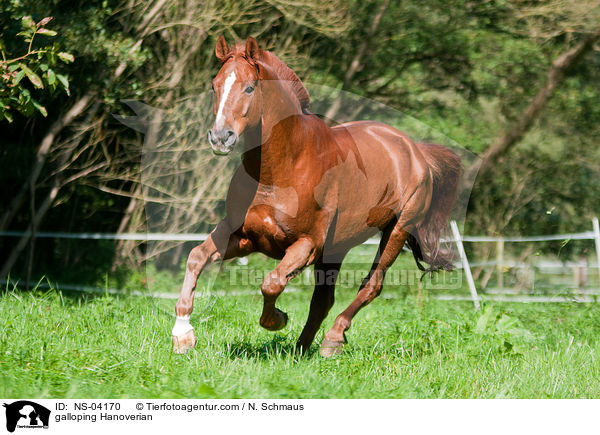 galloping Hanoverian / NS-04170