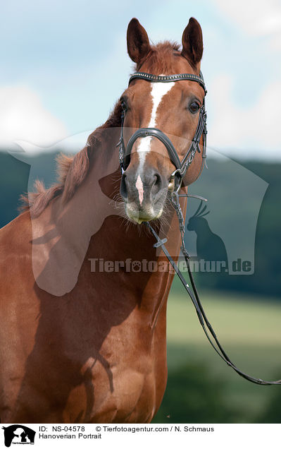 Hanoverian Portrait / NS-04578