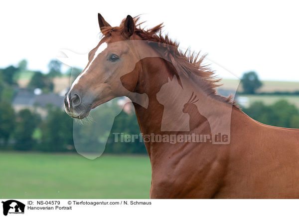 Hanoverian Portrait / NS-04579