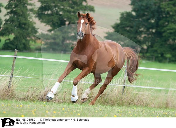 galloping Hanoverian / NS-04580