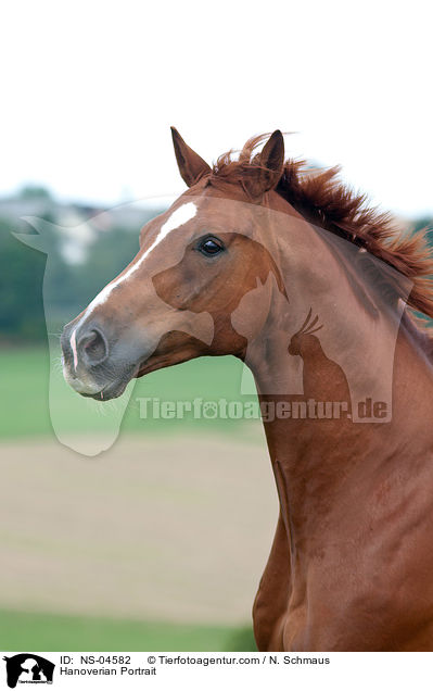 Hanoverian Portrait / NS-04582