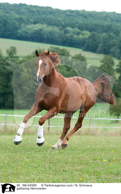 galloping Hanoverian / NS-04585