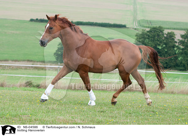 trotting Hanoverian / NS-04586