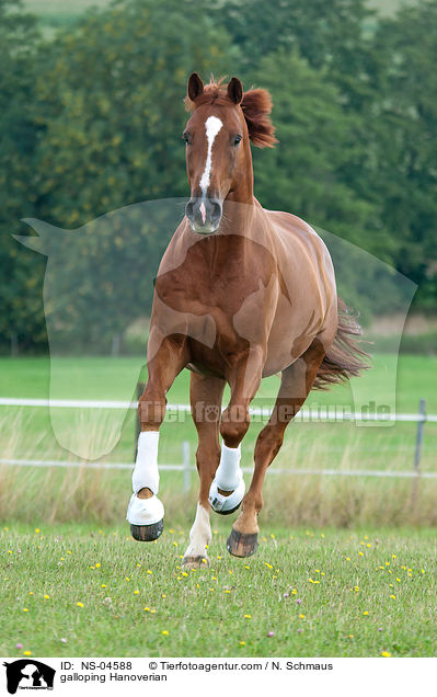 galoppierender Hannoveraner / galloping Hanoverian / NS-04588