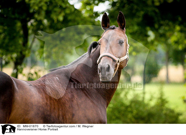 Hannoveraner Horse Portrait / MW-01870