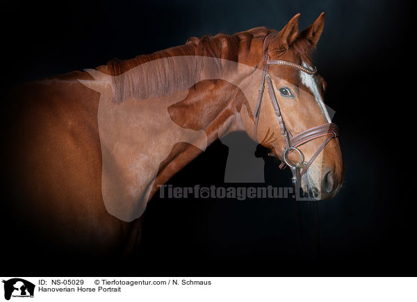 Hanoverian Horse Portrait / NS-05029