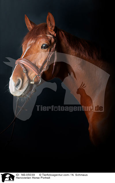 Hanoverian Horse Portrait / NS-05039
