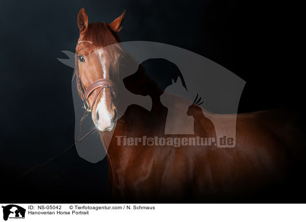 Hanoverian Horse Portrait / NS-05042