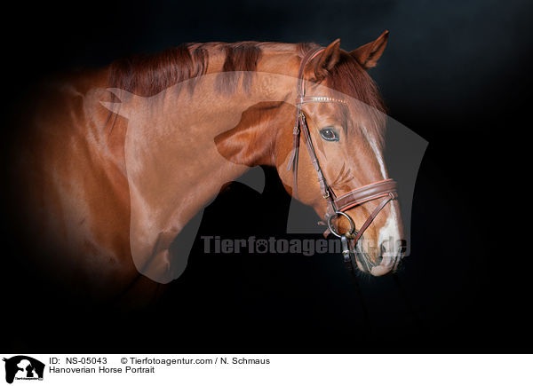 Hanoverian Horse Portrait / NS-05043