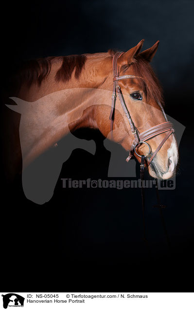 Hanoverian Horse Portrait / NS-05045