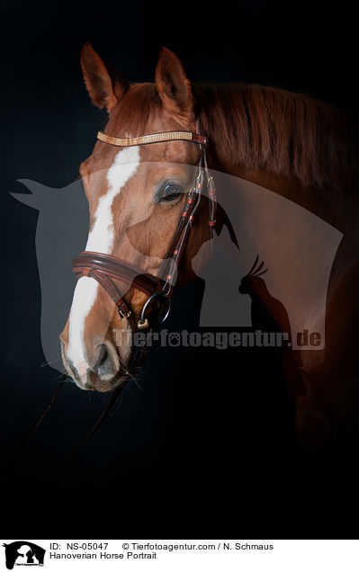 Hanoverian Horse Portrait / NS-05047