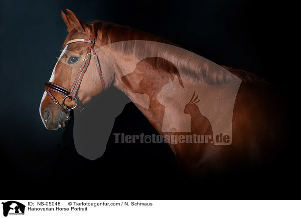 Hanoverian Horse Portrait / NS-05048