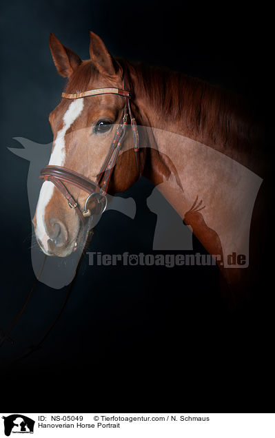 Hanoverian Horse Portrait / NS-05049