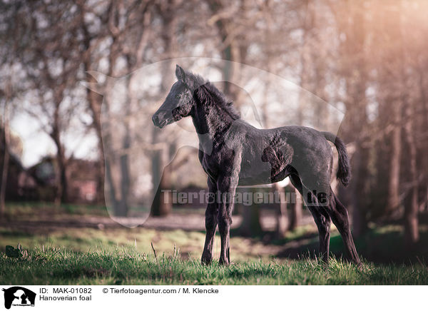 Hanoverian foal / MAK-01082