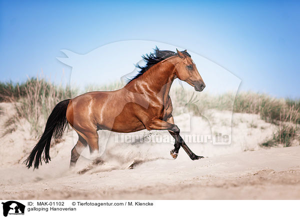 galloping Hanoverian / MAK-01102