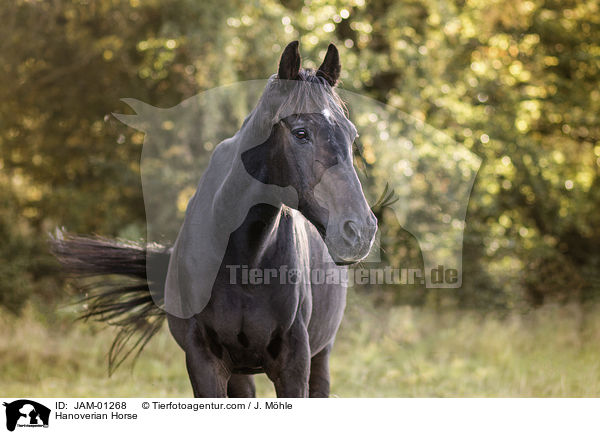 Hanoverian Horse / JAM-01268