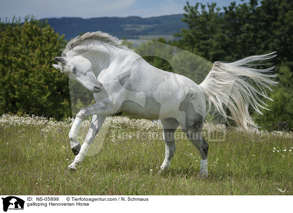 galloping Hanoverian Horse / NS-05898