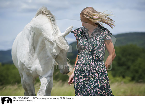 Hanoverian Horse / NS-05903
