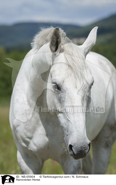 Hanoverian Horse / NS-05904