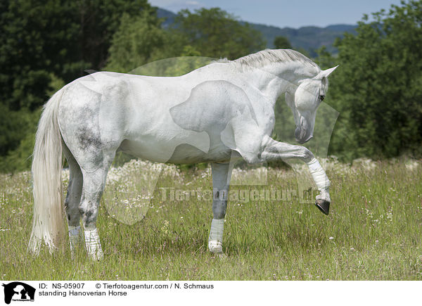 stehender Hannoveraner / standing Hanoverian Horse / NS-05907