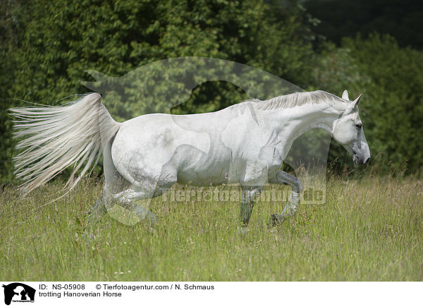 trabender Hannoveraner / trotting Hanoverian Horse / NS-05908