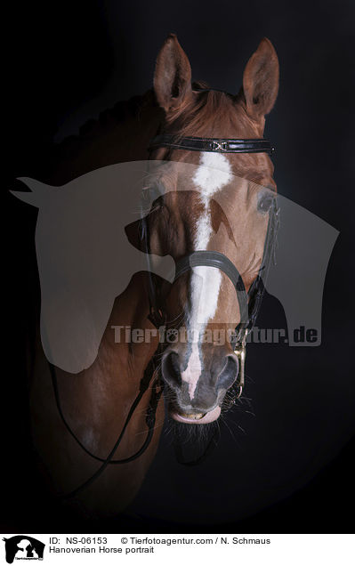 Hanoverian Horse portrait / NS-06153
