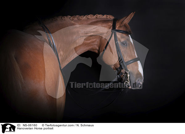 Hanoverian Horse portrait / NS-06160