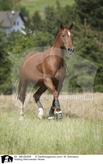 trotting Hanoverian Horse / NS-06206