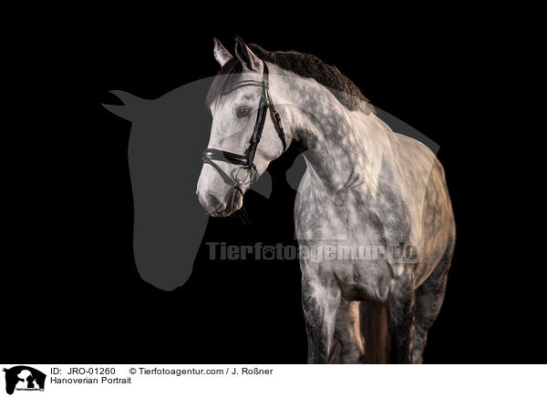 Hannoveraner Portrait / Hanoverian Portrait / JRO-01260