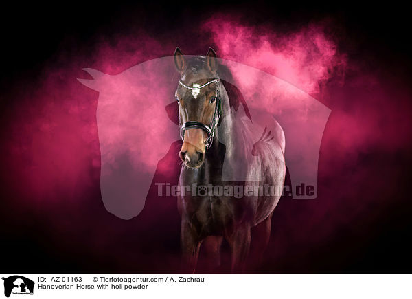 Hanoverian Horse with holi powder / AZ-01163