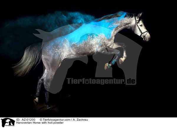 Hannoveraner mit Holi Pulver / Hanoverian Horse with holi powder / AZ-01200