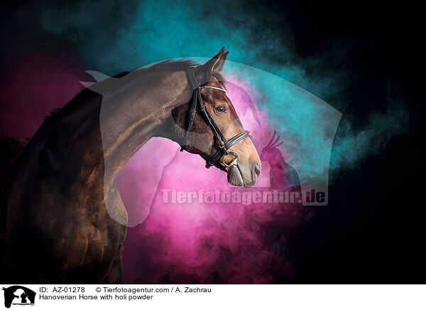 Hanoverian Horse with holi powder / AZ-01278